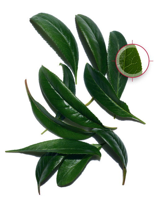 Quince leaf