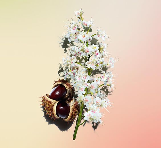 マロニエ（セイヨウトチノキ）-オーガニック マロニエフラワーエキス-Aesculus hippocastanum (horse chestnut) extract