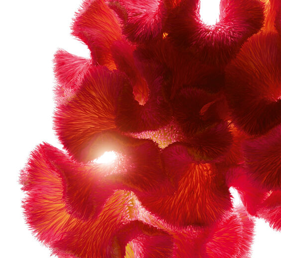 ケイトウ-ケイトウエキス-Celosia cristata flower extract
