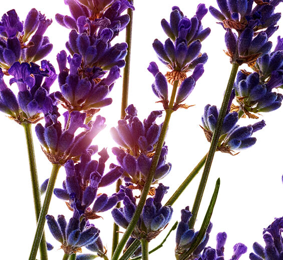 ラベンダー-ラベンダーエッセンシャルオイル-Lavandula angustifolia (lavender) oil