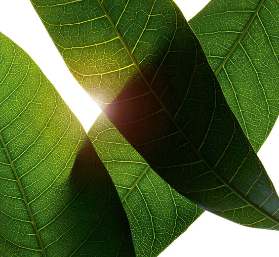 マンゴー-オーガニック マンゴーリーフエキス-Mangifera indica (mango) leaf extract