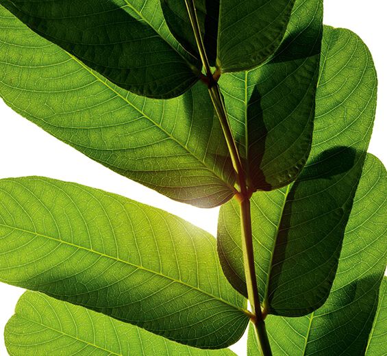 ハネセンナ（キャンドルブッシュ）-ゴールデンエピドールエキス-Cassia alata leaf extract