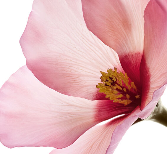 ハイビスカス（ロゼル） | CLARINS®