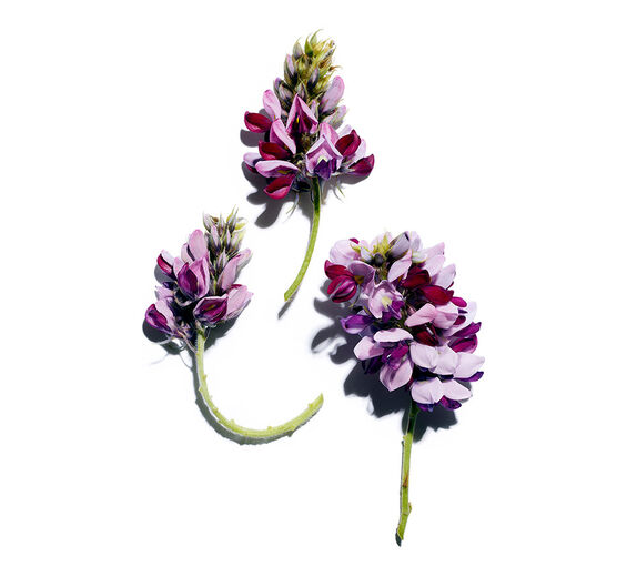 カッコン（クズ）-カッコンエキス-Pueraria lobata root extract