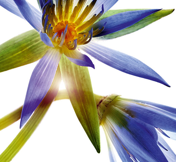 ブルーロータス-ブルーロータスワックス-Nymphaea caerulea flower extract