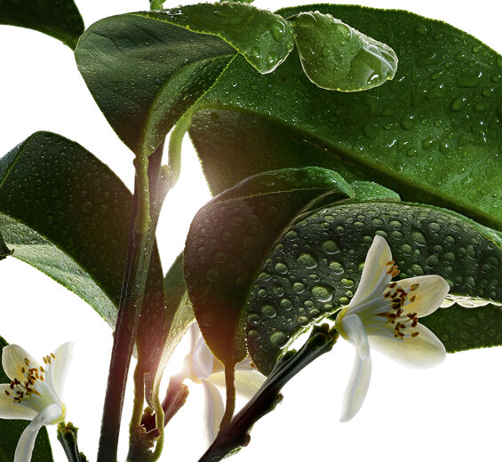ビターオレンジ（ダイダイ）-オーガニック ビターオレンジフラワーウォーター-Citrus aurantium amara (bitter orange) flower water