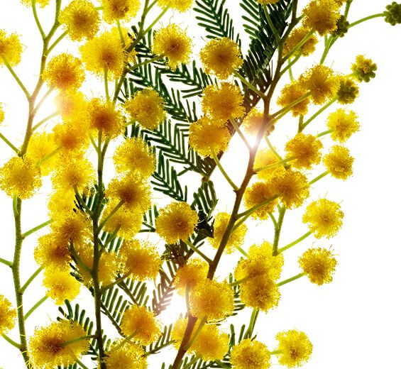 アカシアノキ（セネガルアカシア）-アカシアミクロパール-Acacia Senegal gum