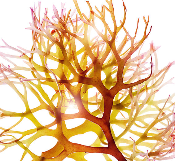 アイリッシュモス-アイリッシュモスエキス-Chondrus crispus (carrageenan) extract