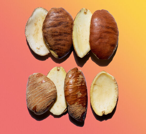 ワイルド マンゴー（アフリカマンゴー）-ワイルドマンゴーバター-Irvingia gabonensis kernel butter