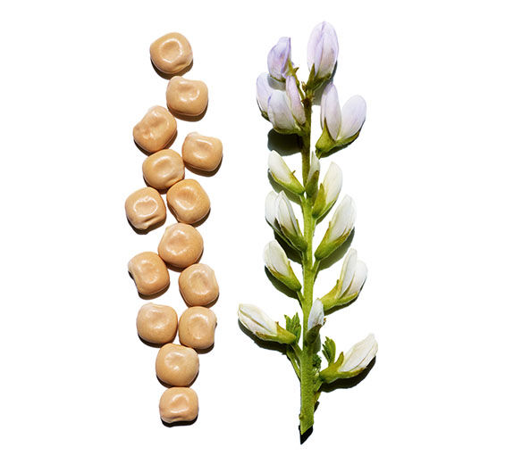 シロバナルーピン（ハウチワマメ）-オーガニック シロバナルーピンエキス-Hydrolyzed lupine protein