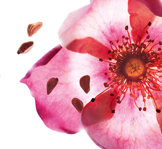 スイートブライアー-オーガニック スイートブライアーオイル-Rosa rubiginosa seed oil