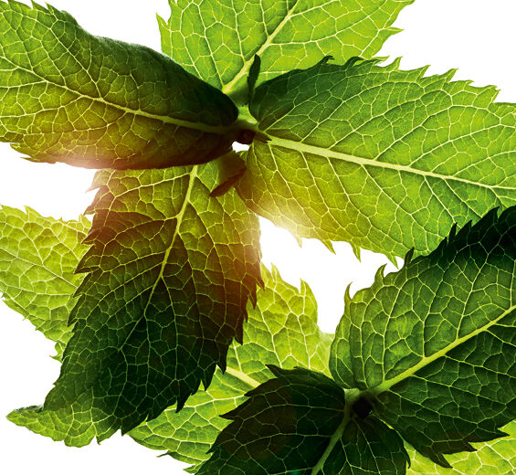 ワイルドミント（ハッカ）-ワイルドミント（ハッカ）エッセンシャルオイル-Mentha arvensis leaf oil