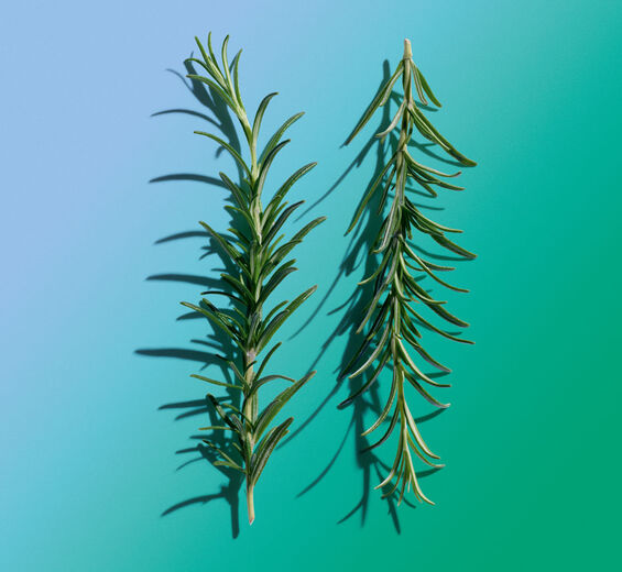 ローズマリー（マンネンロウ）-ローズマリーエキス-Rosmarinus officinalis (rosemary) leaf extract