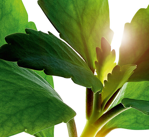 セイロンベンケイ（トウロウソウ）-オーガニック トウロウソウエキス-Kalanchoe pinnata leaf extract