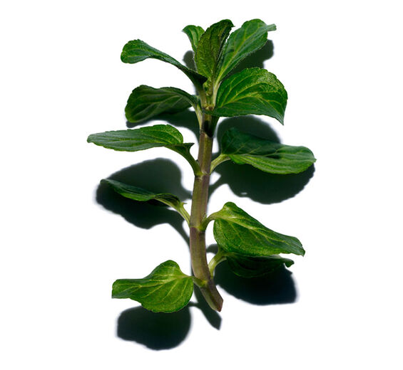 ウォーターミント（ミズハッカ）-オーガニック ミズハッカ-Mentha aquatica leaf extract