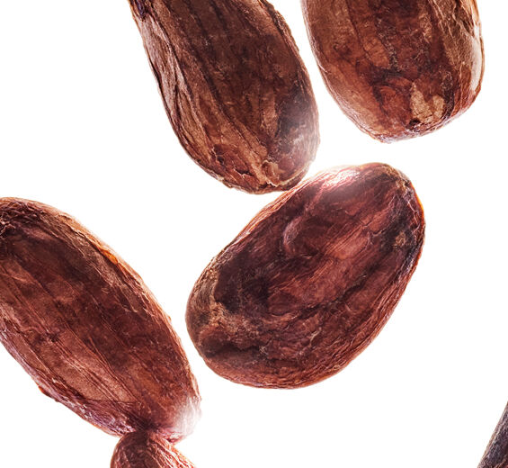 カカオ-オーガニック カカオバター-Theobroma cacao (cocoa) seed butter