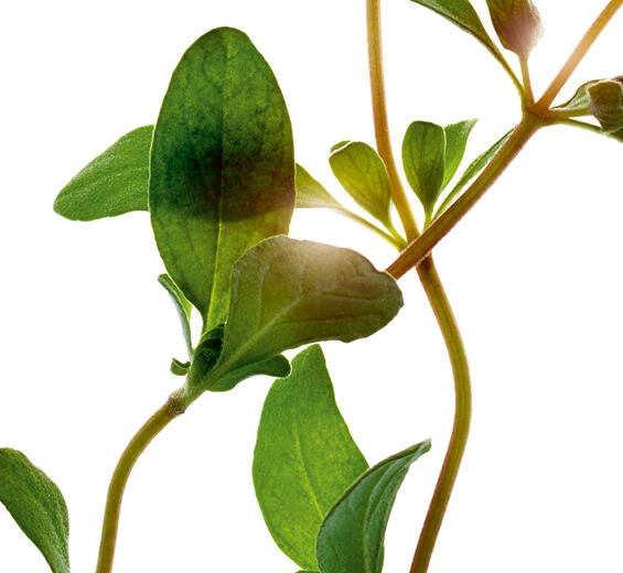 スイートマジョラム（マヨラナ）-マジョラムエキス（有機植物）-Origanum majorana leaf oil