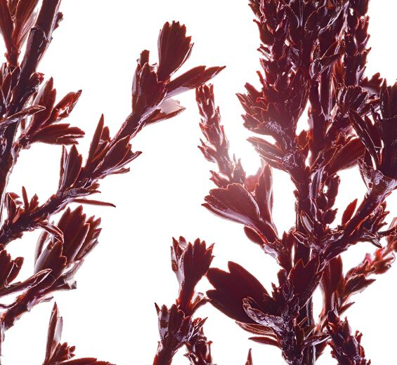 ミロタムヌス-ミロタムヌスフラベリフォリア葉/茎エキス-Myrothamnus flabellifolia leaf/stem extract