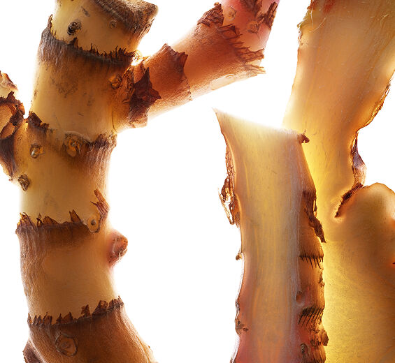 ジンジャーリリー-ジンジャーリリーエキス（オーガニック植物）-Hedychium coronarium root extract