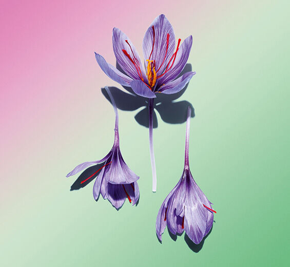 サフラン（クロッカス）-サフランフラワーポリフェノール（オーガニック栽培植物）-Crocus sativus flower extract