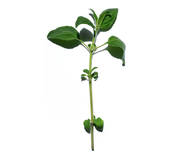 スイートマジョラム（マヨラナ）-マヨラナエッセンシャルオイル-Origanum majorana leaf oil