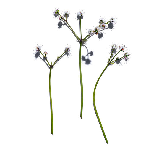 ヨーロッパサニクル（ウマノミツバ）-オーガニック サニクルエキス-Sanicula europaea extract