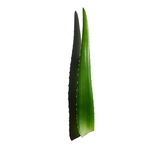 アロエベラ-アロエベラ葉エキス-Aloe barbadensis leaf juice,aloe barbadensis leaf juice powder