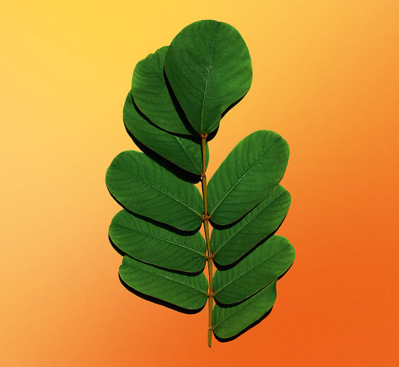 ハネセンナ（キャンドルブッシュ）-センナエキス-Cassia alata leaf extract
