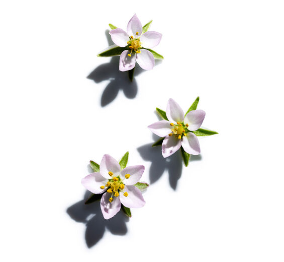 ウスベニツメクサ（薄紅爪草）-ウスベニツメクサエキス-Spergularia rubra extract