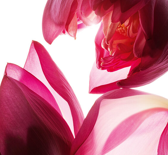 ハス（ロータス）-ハス花エキス-Nelumbo nucifera flower extract