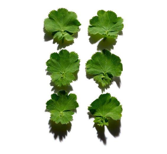 レディースマントル（ハゴロモグサ）-レディースマントルエキス-Alchemilla vulgaris extract