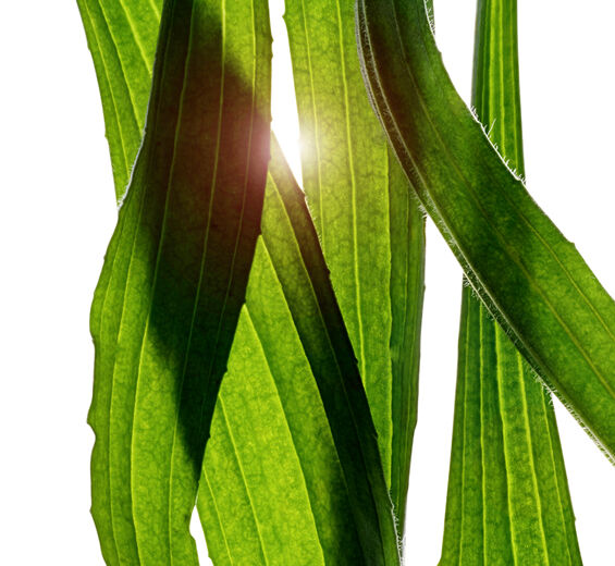 ヘラオオバコ-ヘラオオバコ葉エキス-Plantago lanceolata leaf extract