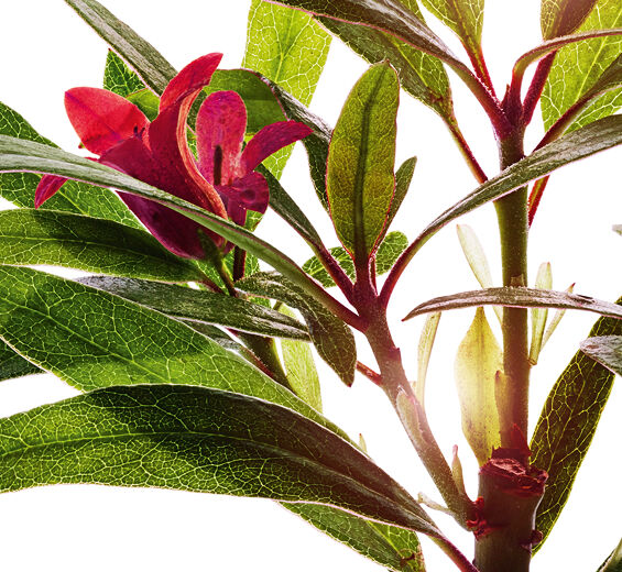 アルペンローズ-アルペンローズエキス-Rhododendron ferrugineum extract