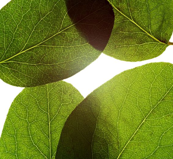 マルメロ（クインス）-マルメロリーフエキス-Cydonia oblonga leaf extract