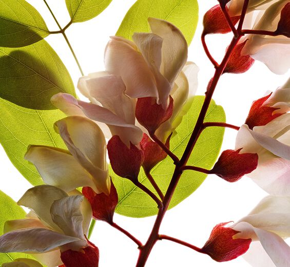 ハリエンジュ（ニセアカシア）-ハリエンジュフラワーウォーター-Robinia pseudoacacia flower extract