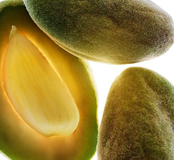 アーモンドツリー-オーガニック スイートアーモンドオイル-Prunus amygdalus dulcis (sweet almond) oil