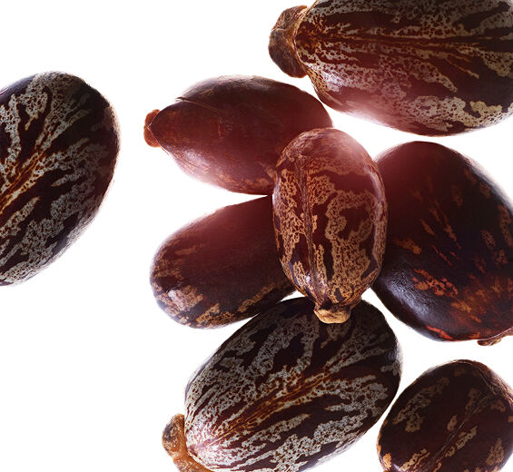トウゴマ（ヒマ）-オーガニック ヒマシ油-Ricinus communis (castor) seed oil