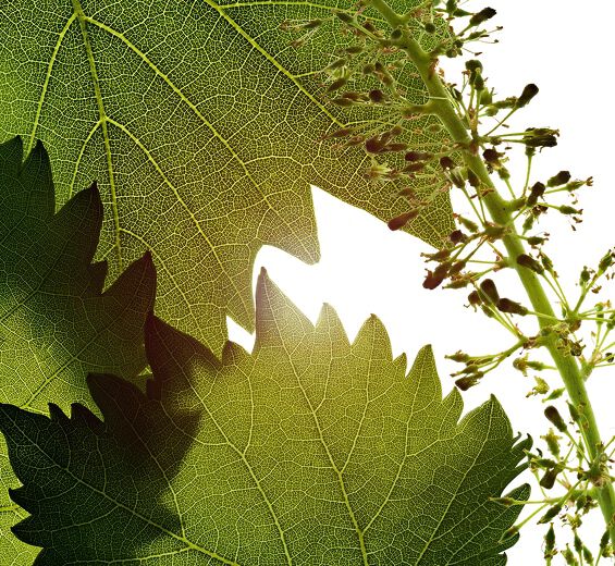 ブドウ-ブドウフラワーセルエキス-Vitis vinifera (grape) flower cell extract