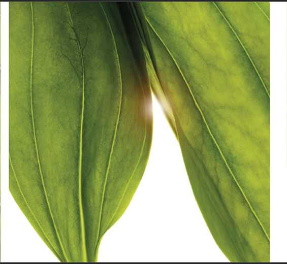 ゲンチアナ-オーガニック ゴールデンゲンチアナエキス-Gentiana lutea extract