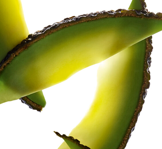 アボカド-アボカド油不けん化物-Persea gratissima (avocado) oil unsaponifiables