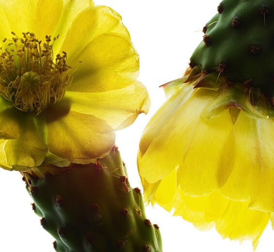 ウチワサボテン-ウチワサボテンエキス-Hydrolyzed opuntia ficus-indica flower extract