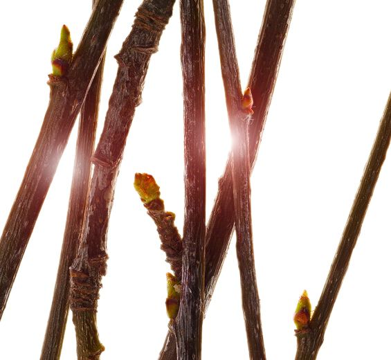 ソルビエツリー-オーガニック ソルビエツリー芽エキス-Pyrus sorbus bud extract