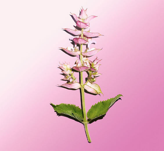 クラリセージ-クラリセージエッセンシャルオイル-Salvia sclarea (clary) oil