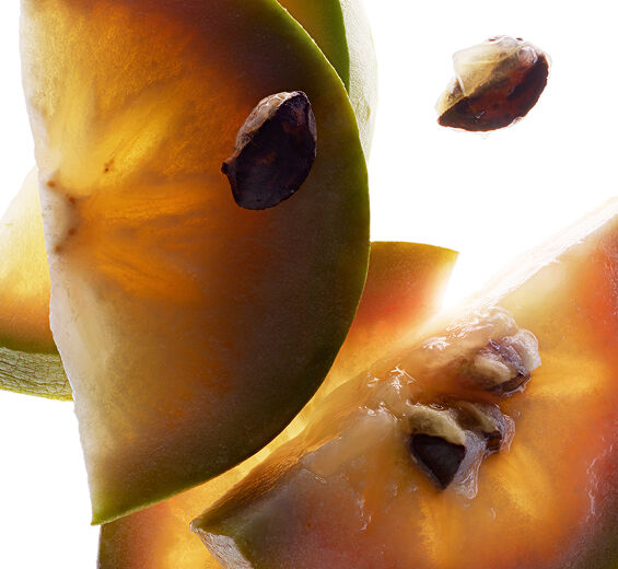 スターアップルツリー-スターアップルエキス-Chrysophyllum cainito fruit extract