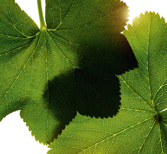 レディースマントル（ハゴロモグサ）-レディースマントルエキス-Alchemilla vulgaris extract