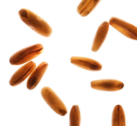カラスムギ（オート）-オーガニック カラスムギシュガー-Avena sativa (oat) kernel extract