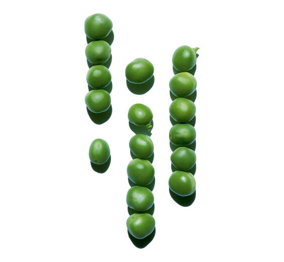 エンドウ-エンドウエキス-Pisum sativum (pea) extract