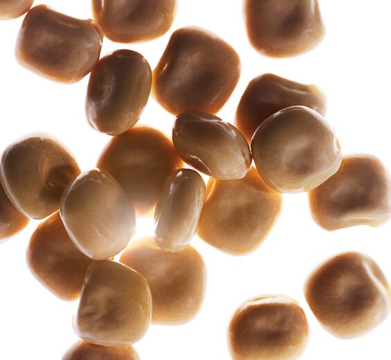 シロバナルーピン（ハウチワマメ）-オーガニック シロバナルーピンエキス-Hydrolyzed lupine protein