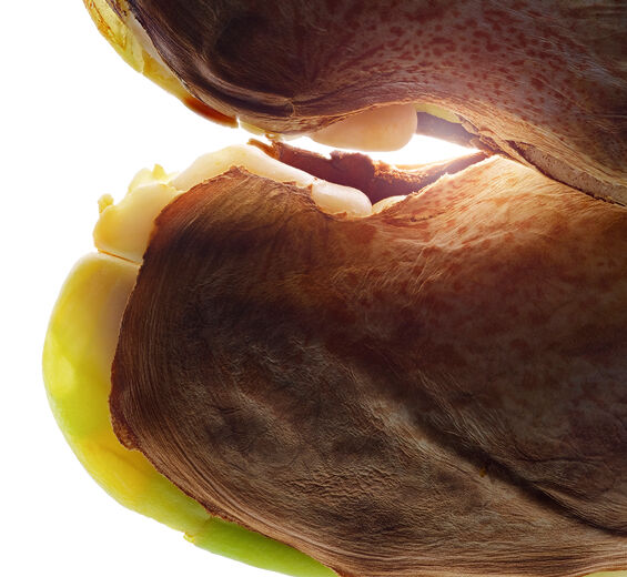 ワイルド マンゴー（アフリカマンゴー）-ワイルドマンゴーバター-Irvingia gabonensis kernel butter