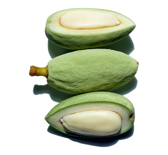 アーモンドツリー-オーガニック スイートアーモンドオイル-Prunus amygdalus dulcis (sweet almond) oil